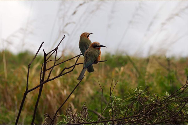 arusha walking safari