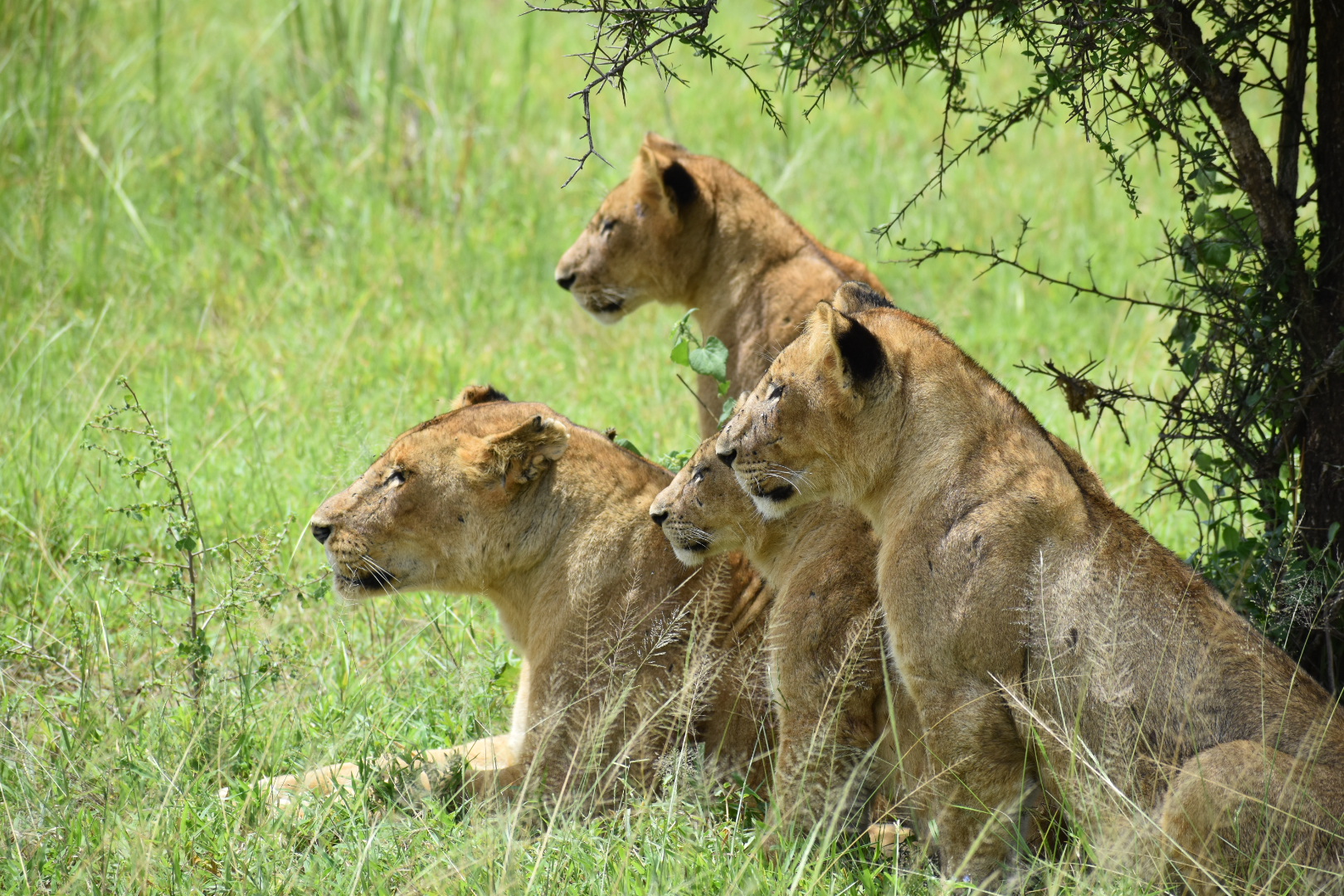 mikumi lions