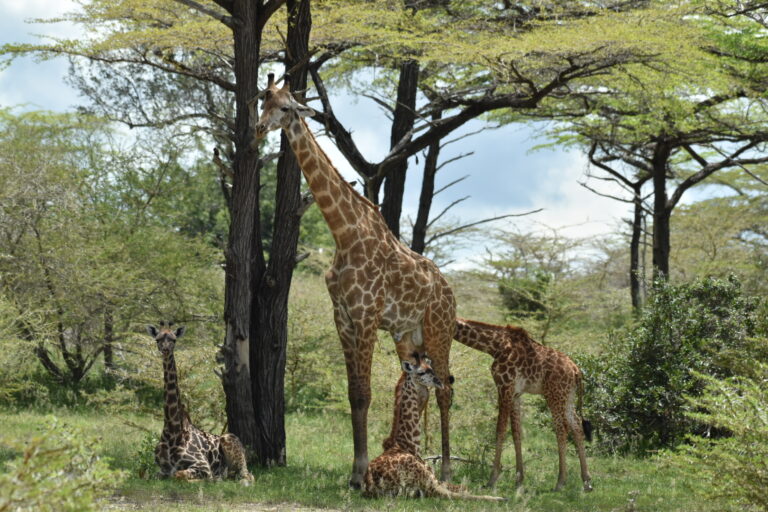 nyerere giraffe