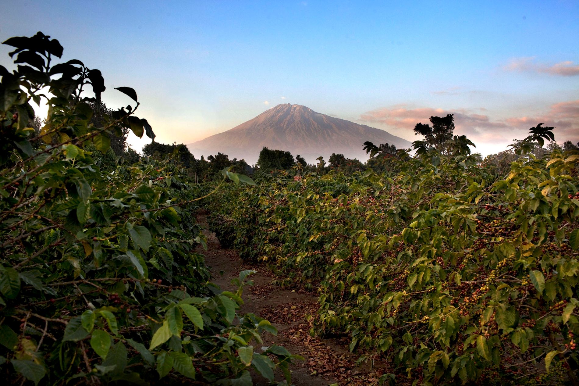 Coffee Farm Arusha