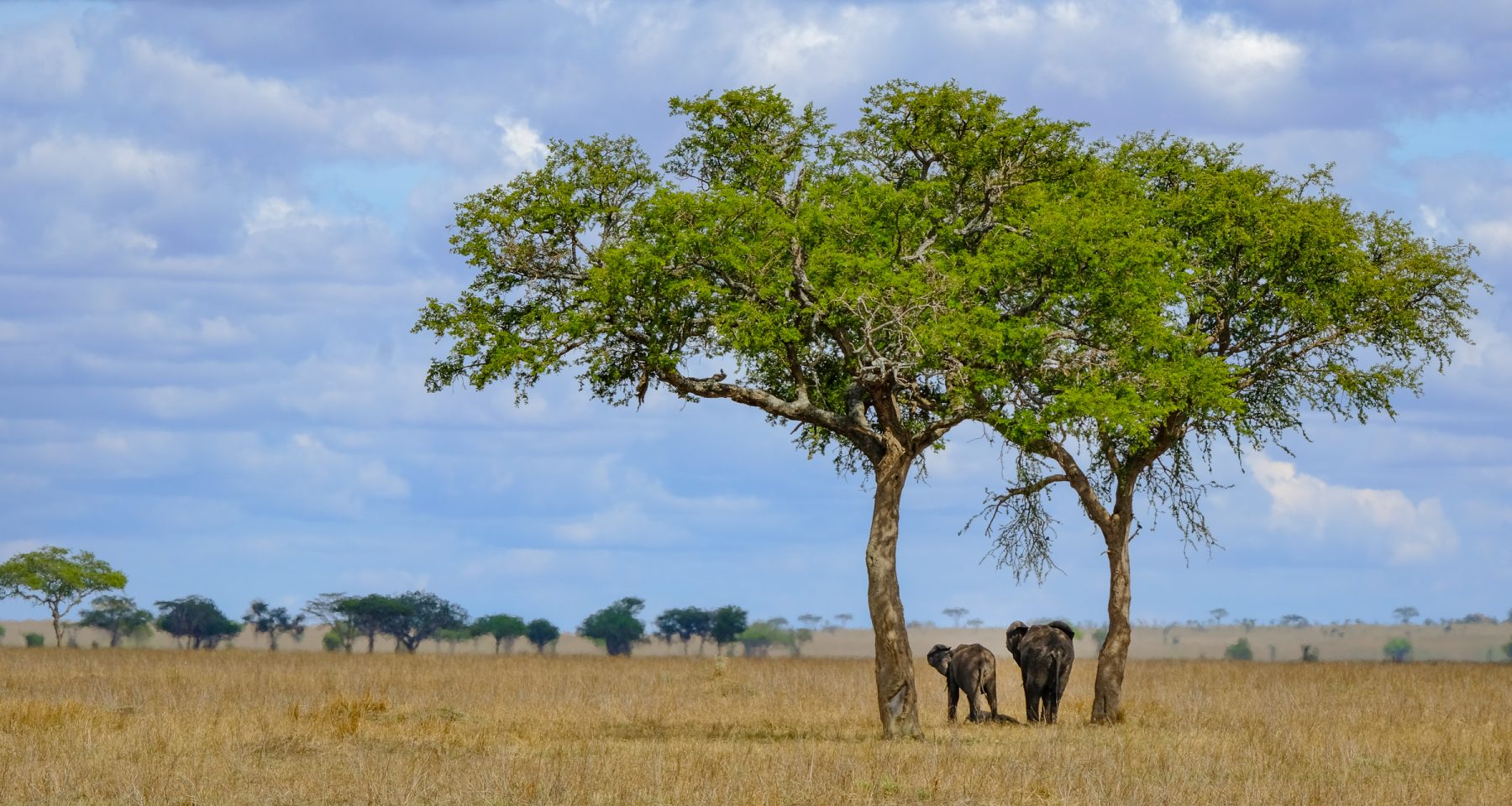 Ellies under Tree