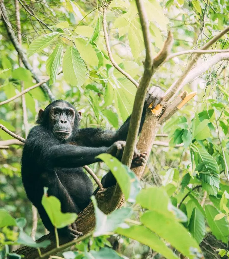 chimpanzee-tree