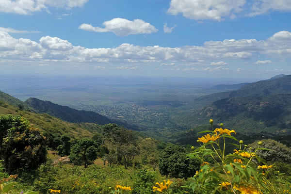 usambara 1