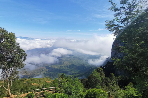 usambara 4