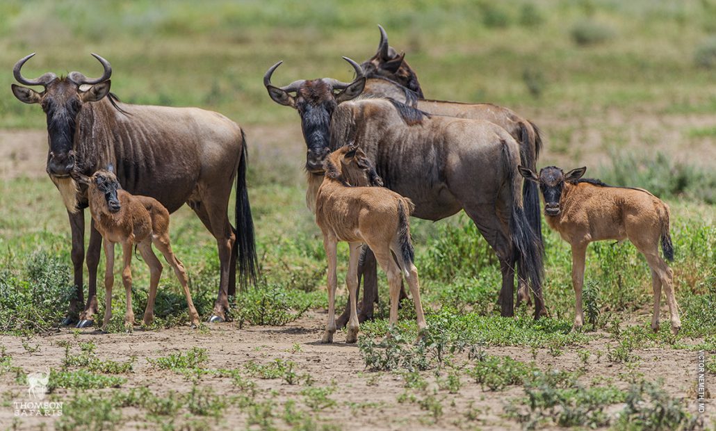 calving season1