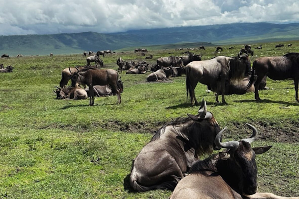 Wildebeest in Ngorongoro Crater