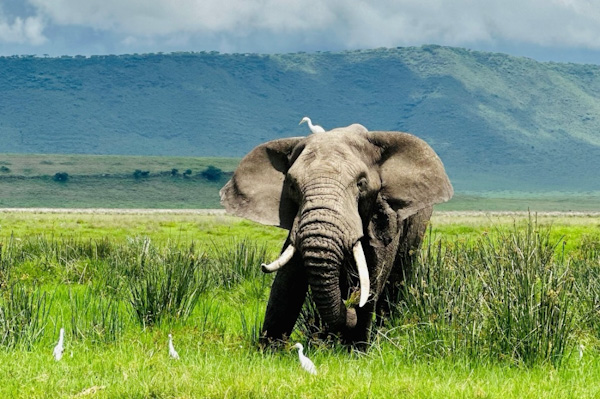 Elephant in Ngorongoro Crater