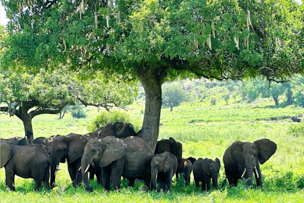 herd of Elephants in Tarangire Nationalpark