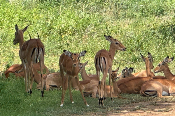 Impalas