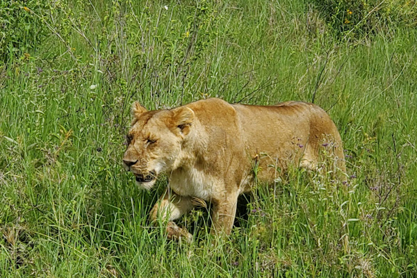 Lioness_edited