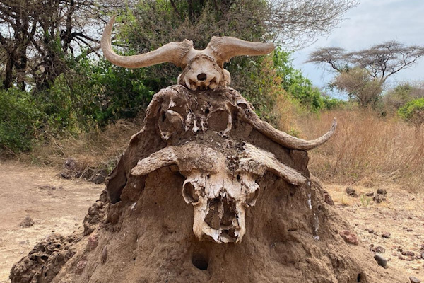 Tarangire Nationalpark