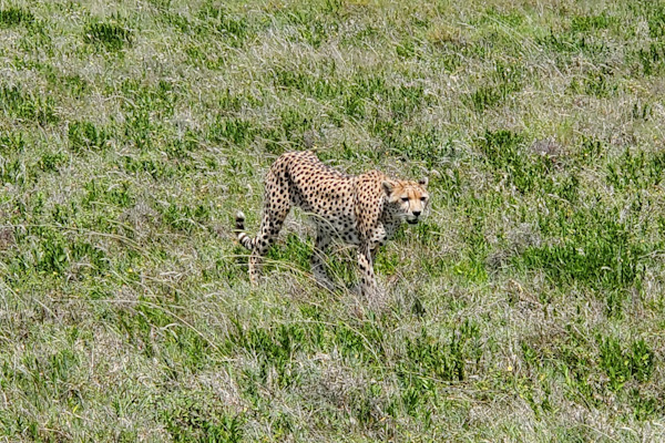 Cheetah