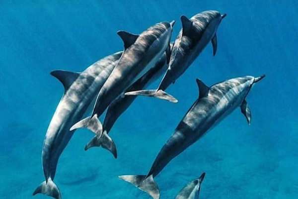 meet the Dolphins in Zanzibar