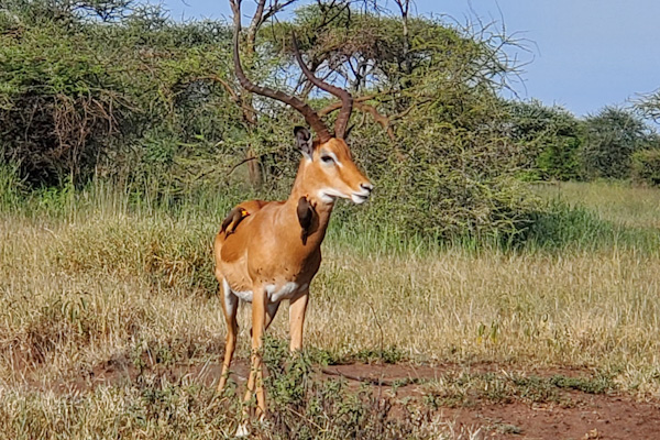 Impala bock and oxpeckers