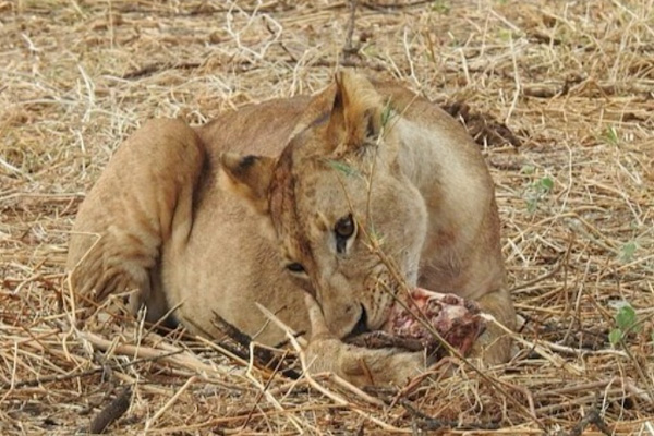 lioness feed_edited