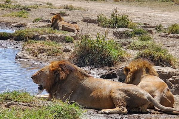 Simba brothers in Serengeti