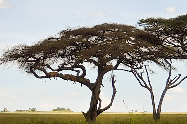 lazy simbas in the Acacia