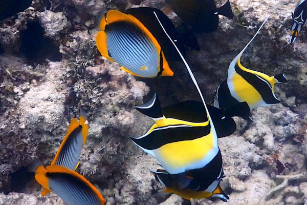 Daytrip Snorkeling