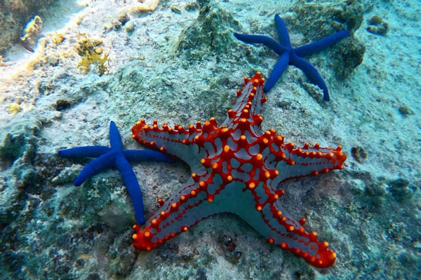 Starfish