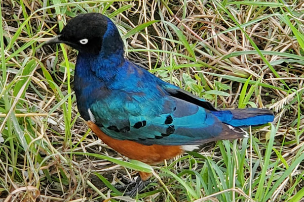 Superb Starling