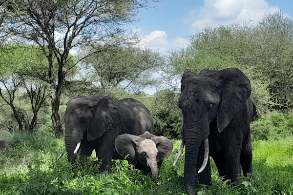 Herd of Elephants in Tarangire