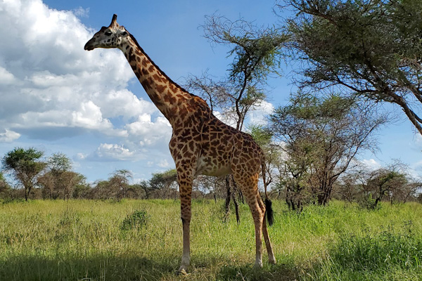 Giraffe in Serengeti