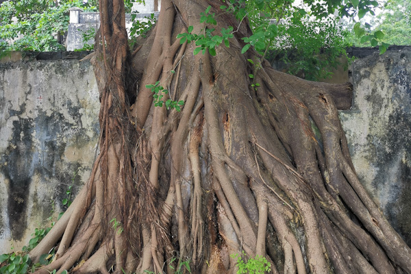 Bagamoyo