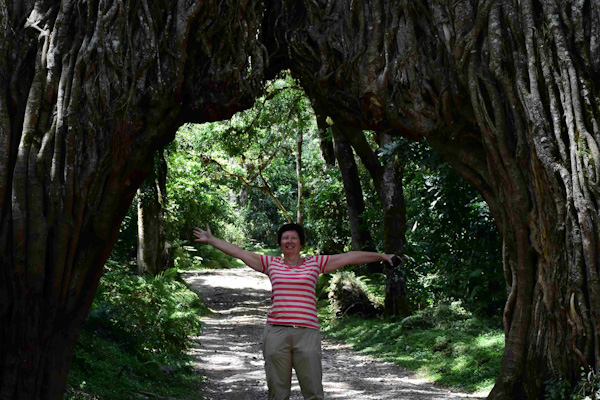 Arusha Naionalpark Fig Tree