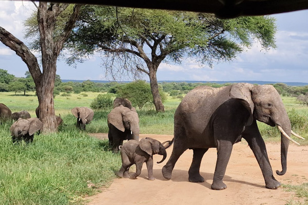 Ellie family inTarangire