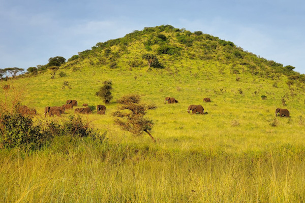 Herd of Elephants up the hill