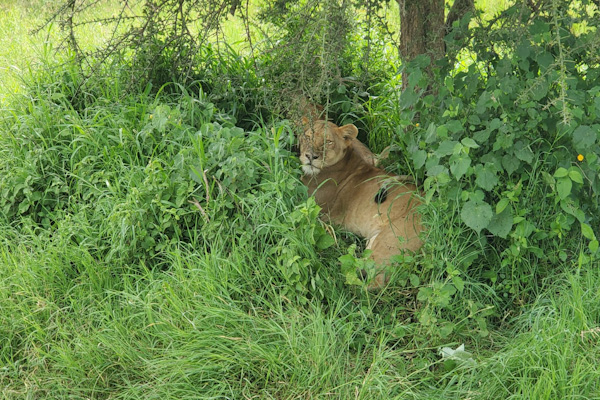 Lioness hiding in the bush