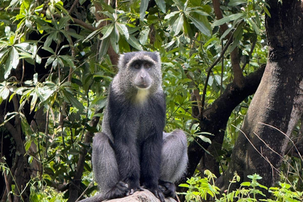 Blue monkey in Manyara