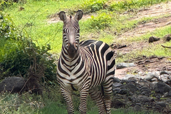 Zebra