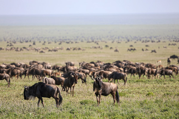 Calving Season Ndutu