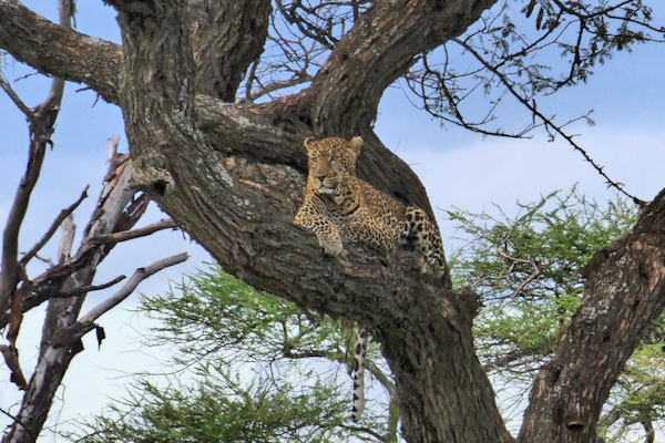 Chui in the tree