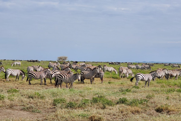 Serengeti