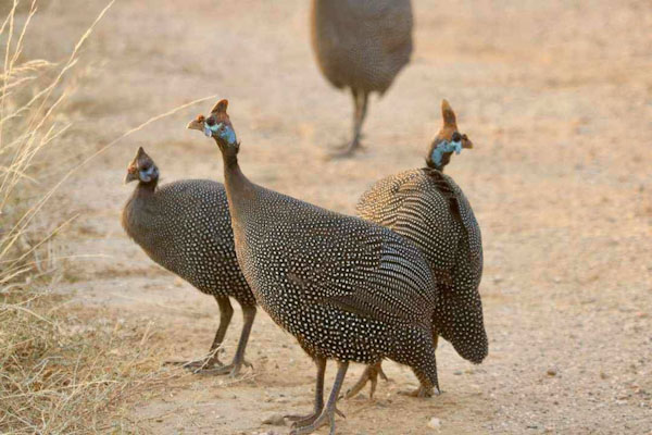 Guinea fowl_edited