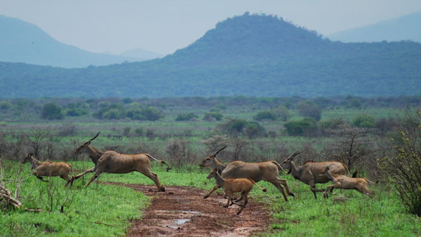 antilopen-mkomazi-nationalpark_edited