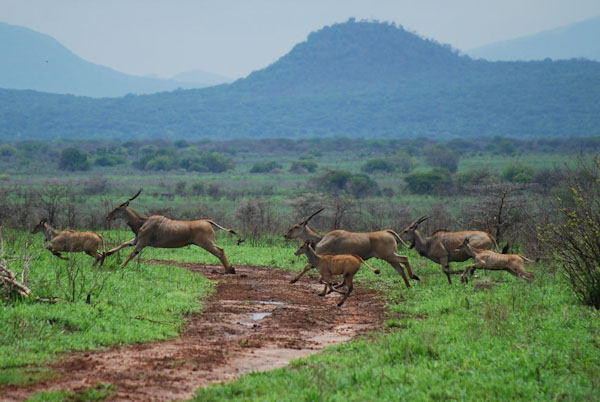 antilopen-mkomazi-nationalpark_edited