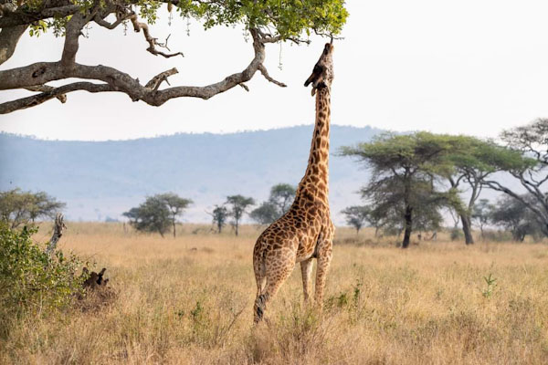 Giraffe