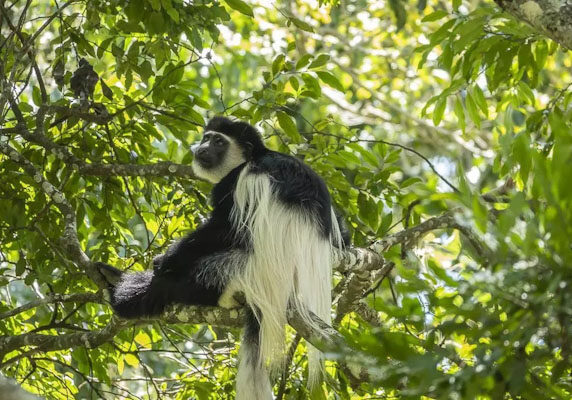 Colobus-Arusha_edited
