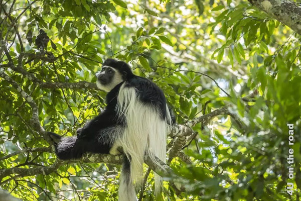 Colobus-Arusha_edited