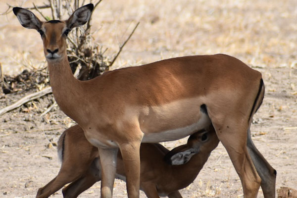 Impala_edited