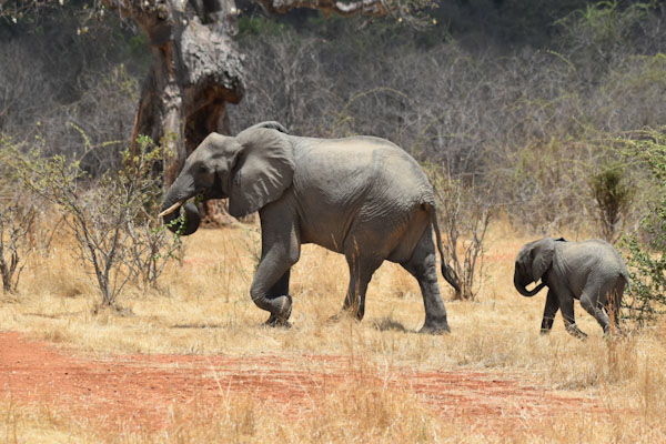 elephant mit baby_edited