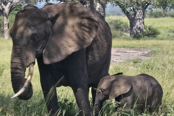ellies Tarangire_edited