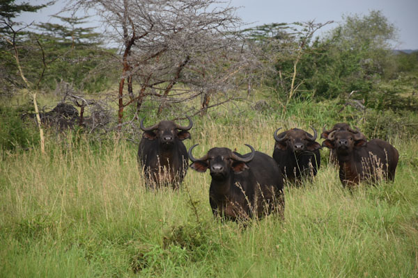 mkomazi5_edited