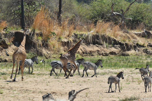 ruaha_edited