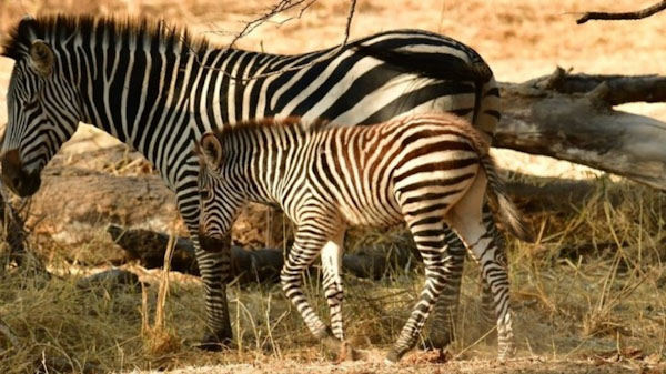 familysafari2_edited
