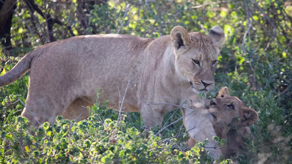 familysafari6_edited