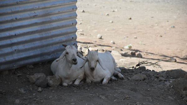 Maasai_5_edited